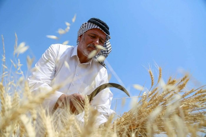 قراءة في انعكاسات الحرب والمساعدات على الأمن الغذائي في العراق