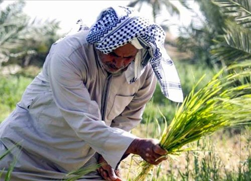 اضطهاد الفلاح هل يدعم الاستقلال الاقتصادي المستقبلي