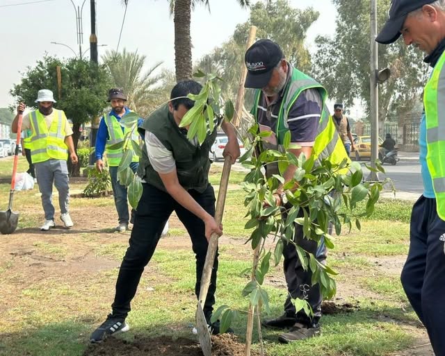 أمانة العاصمة :لتنفيذ حملة كبرى لزراعة 190 ألف شجرة