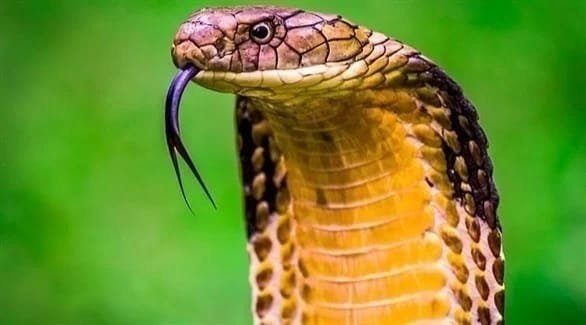 الناصح الخبيث… حين يلبس السمُّ ثوب الموعظة