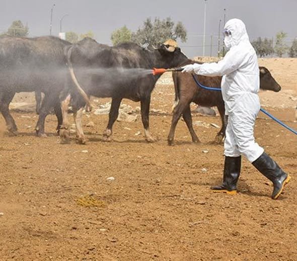 وزارة الصحة: تسجيل 313 إصابة مؤكدة بالحمى النزفية و24 وفاة في العراق منذ بداية العام، بينها 14 إصابة وحالة وفاة واحدة خلال الأسبوع الـ31 من عام 2026.