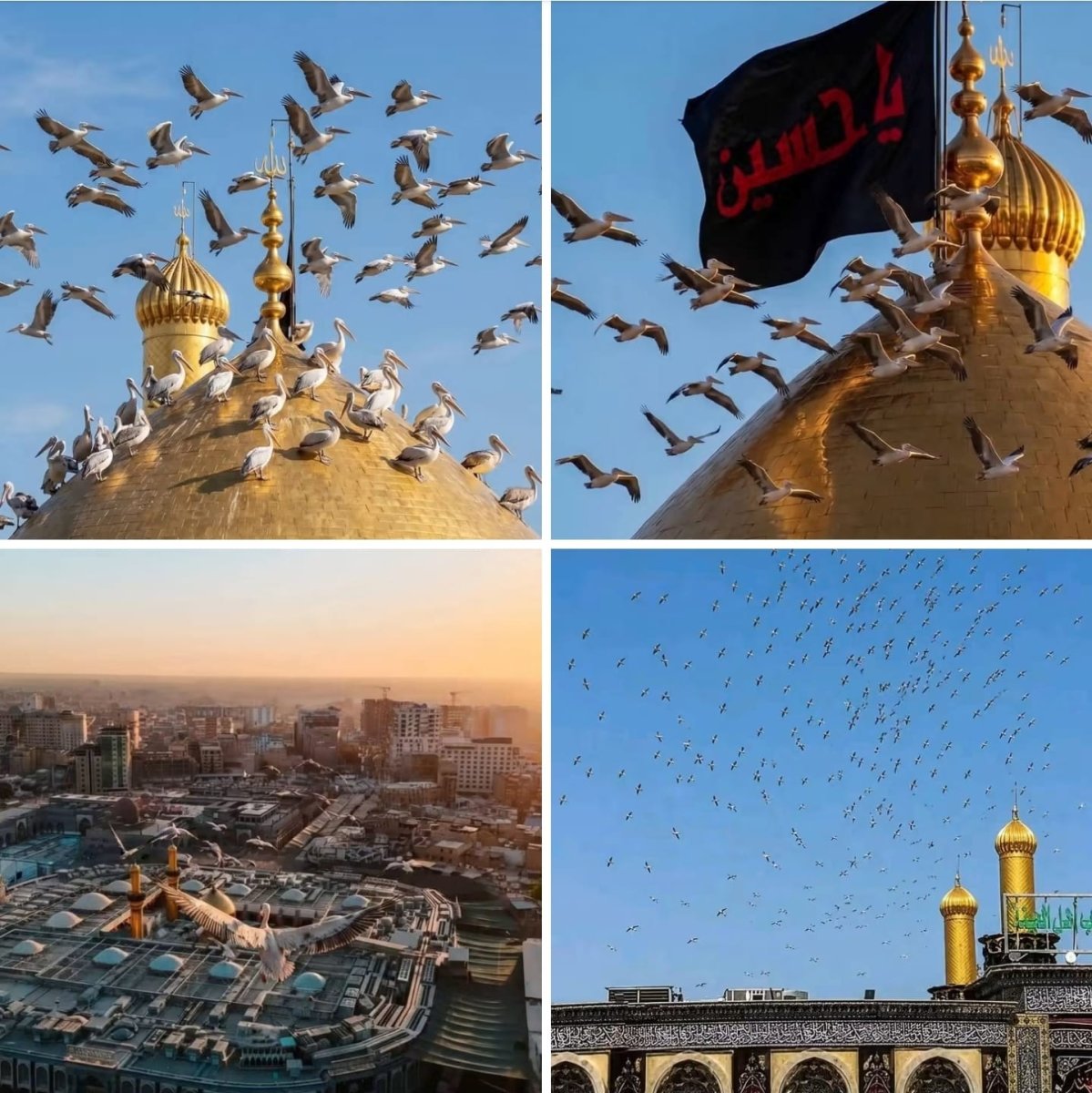 من بقايا حزن الأربعينية... الفلامينكو معزّيًا